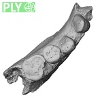 Pav3-1 Homo sapiens mandible ply