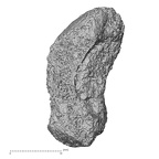 Pav3-a Homo sapiens scaphoid left distal