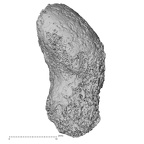 Pav3-a Homo sapiens scaphoid left medial