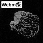 Pav3-a Homo sapiens scaphoid left ct stack movie