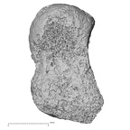 Pav3-b Homo sapiens capitate left dorsal