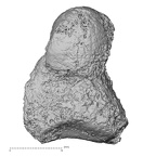 Pav3-b Homo sapiens capitate left lateral