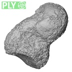 Pav3-b Homo sapiens capitate left ply