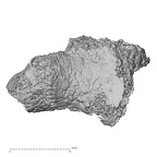 Pav3-c Homo sapiens trapezium left lateral
