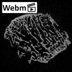 Pav3-c Homo sapiens trapezium left ct stack movie
