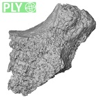 Pav3-c Homo sapiens trapezium left ply