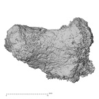 Pav3-d Homo sapiens trapezium right lateral