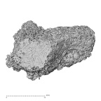 Pav3-d Homo sapiens trapezium right medial
