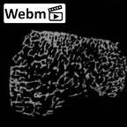 Pav3-d Homo sapiens trapezium right ct stack movie