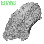 Pav3-d Homo sapiens trapezium right ply