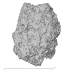 Pav3-d Homo sapiens trapezium right view 1