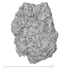 Pav3-d Homo sapiens trapezium right view 2