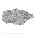 Pav3-d Homo sapiens trapezium right view 1