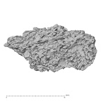 Pav3-d Homo sapiens trapezium right view 2