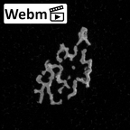 Pav3-d Homo sapiens trapezium right ct stack movie