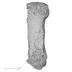 Pav3-e Homo sapiens metacarpal first right dorsal