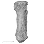 Pav3-e Homo sapiens metacarpal first right palmar