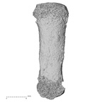 Pav3-f Homo sapiens metacarpal first left dorsal