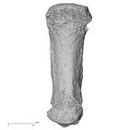 Pav3-f H. sapiens metacarpal first left