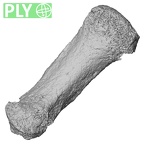 Pav3-f Homo sapiens metacarpal first left ply