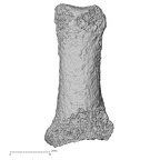 Pav3-g Homo sapiens hand phalanx first proximal right dorsal