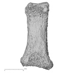 Pav3-g Homo sapiens hand phalanx first proximal right palmar