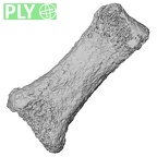 Pav3-g Homo sapiens hand phalanx first proximal right ply