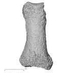 Pav3-h Homo sapiens hand phalanx first proximal left dorsal