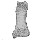 Pav3-h Homo sapiens hand phalanx first proximal left palmar