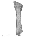 Pav3-i Homo sapiens metacarpal second right dorsal