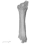 Pav3-i Homo sapiens metacarpal second right palmar