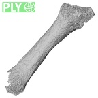 Pav3-i Homo sapiens metacarpal second right ply