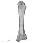 Pav3-j Homo sapiens metacarpal second left dorsal