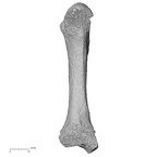 Pav3-j H. sapiens metacarpal second left