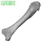 Pav3-j Homo sapiens metacarpal second left ply