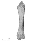 Pav3-k Homo sapiens metacarpal third right dorsal