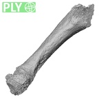 Pav3-k Homo sapiens metacarpal third right ply