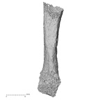 Pav3-l Homo sapiens metacarpal fifth right dorsal