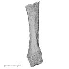 Pav3-l Homo sapiens metacarpal fifth right palmar