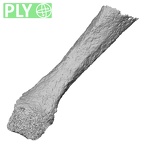 Pav3-l Homo sapiens metacarpal fifth right ply