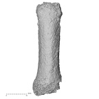 Pav3-m Homo sapiens hand phalanx fourth proximal left dorsal