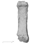 Pav3-m Homo sapiens hand phalanx fourth proximal left palmar