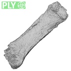 Pav3-m Homo sapiens hand phalanx fourth proximal left ply