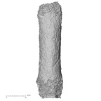 Pav3-m Homo sapiens hand phalanx third proximal right dorsal