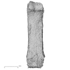 Pav3-m H. sapiens hand phalanx third proximal right
