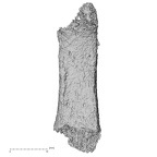 Pav3-o Homo sapiens hand phalanx fifth proximal right palmar