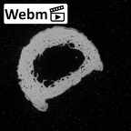 Pav3-o Homo sapiens hand phalanx fifth proximal right ct stack movie