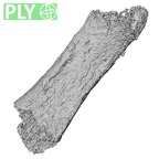 Pav3-o Homo sapiens hand phalanx fifth proximal right ply