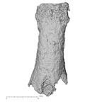 Pav3-p Homo sapiens hand phalanx fifth proximal right dorsal