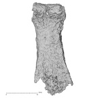 Pav3-p H. sapiens hand phalanx fifth proximal right